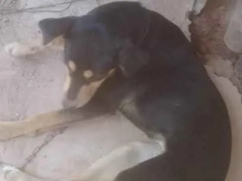 Cachorro ra a SRD-ViraLata idade 4 anos nome Mel