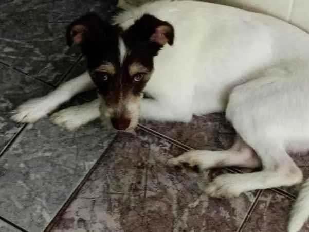 Cachorro ra a SRD-ViraLata idade 1 ano nome Tobias