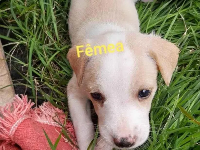 Cachorro ra a SRD-ViraLata e pudool idade Abaixo de 2 meses nome Sem nome 