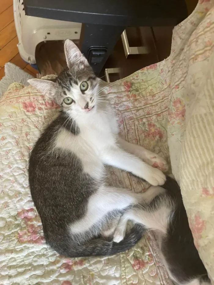 Gato ra a SRD-ViraLata idade 2 a 6 meses nome Vavá