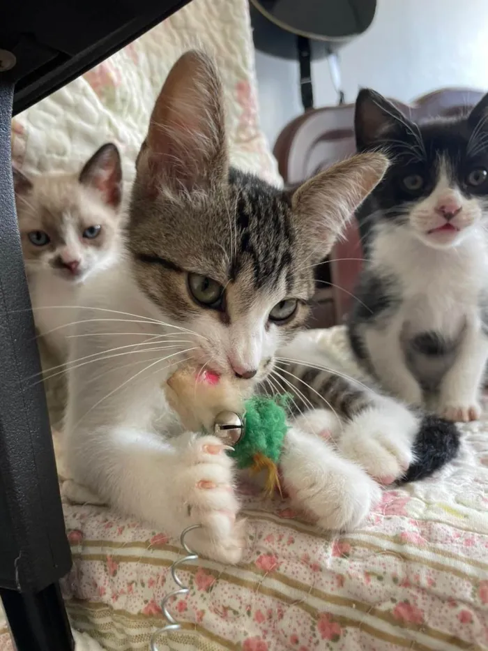 Gato ra a SRD-ViraLata idade 2 a 6 meses nome Vavá