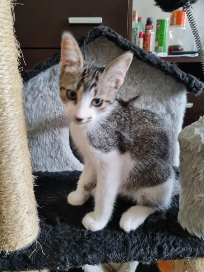 Gato ra a SRD-ViraLata idade 2 a 6 meses nome Vavá