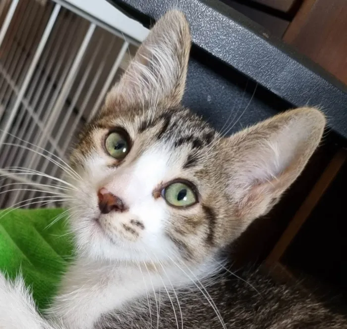 Gato ra a SRD-ViraLata idade 2 a 6 meses nome Vavá