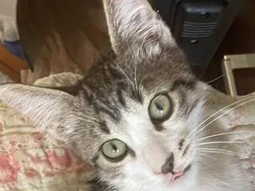Gato ra a SRD-ViraLata idade 2 a 6 meses nome Vavá