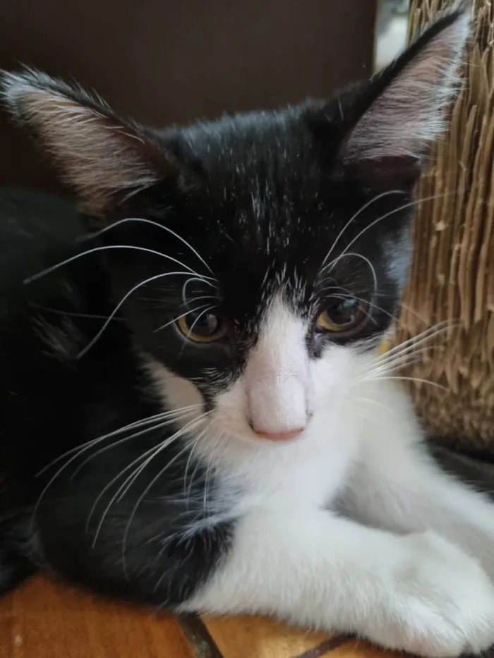 Gato ra a SRD-ViraLata idade 2 a 6 meses nome Hilbert