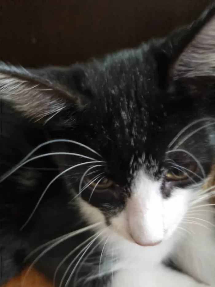 Gato ra a SRD-ViraLata idade 2 a 6 meses nome Hilbert