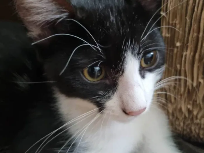 Gato ra a SRD-ViraLata idade 2 a 6 meses nome Hilbert