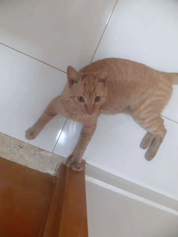 Gato ra a SRD-ViraLata idade 7 a 11 meses nome Sem nome.