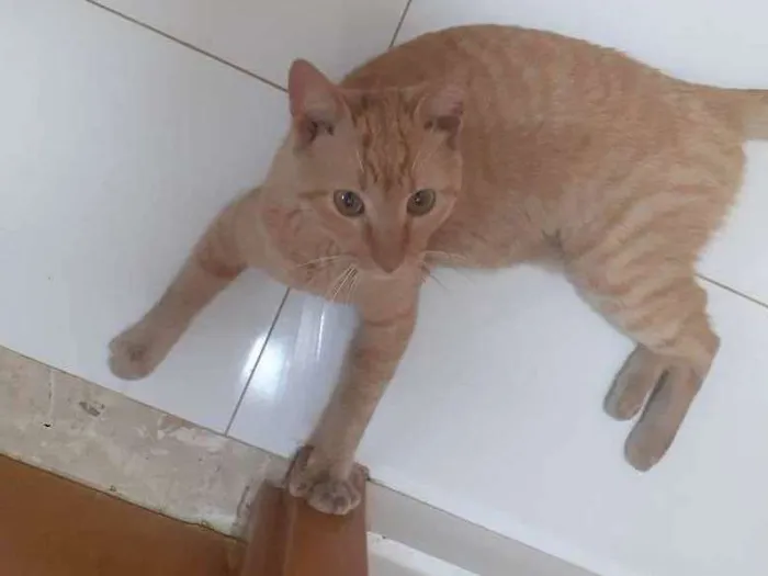 Gato ra a SRD-ViraLata idade 7 a 11 meses nome Sem nome.