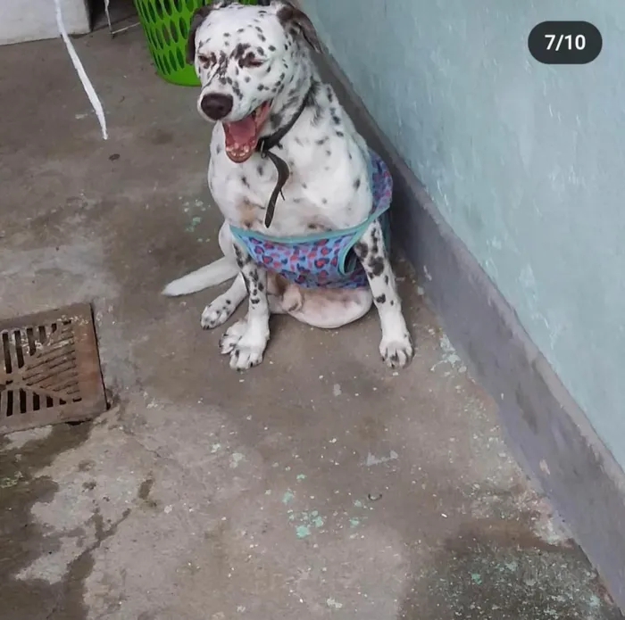 Cachorro ra a SRD-ViraLata mistura de dalmata com labrador  idade 6 ou mais anos nome Bolota 