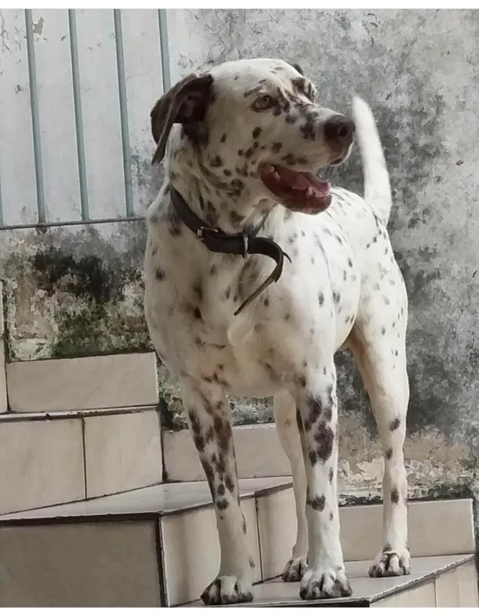 Cachorro ra a SRD-ViraLata mistura de dalmata com labrador  idade 6 ou mais anos nome Bolota 