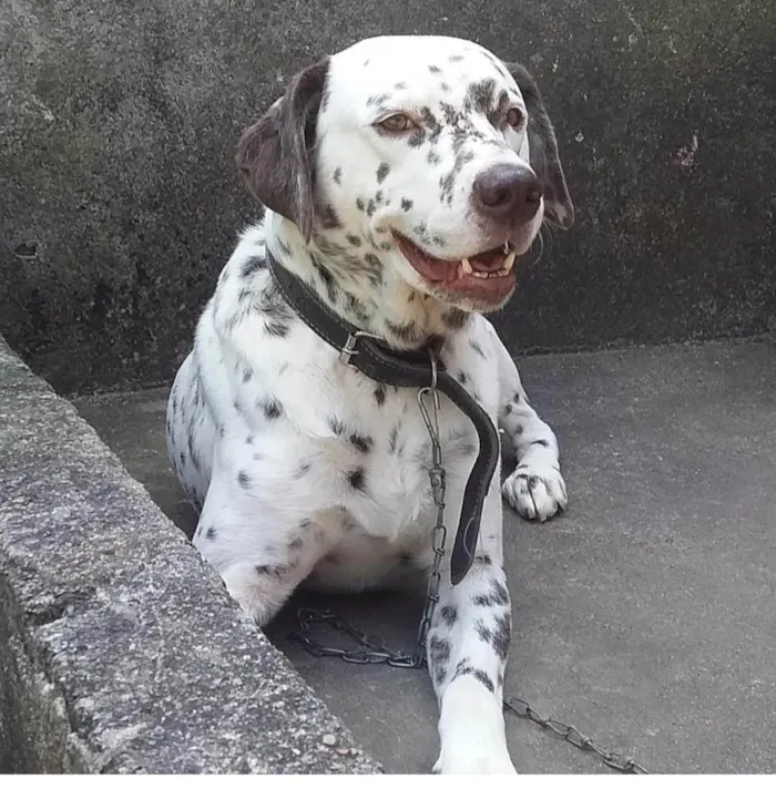 Cachorro ra a SRD-ViraLata mistura de dalmata com labrador  idade 6 ou mais anos nome Bolota 