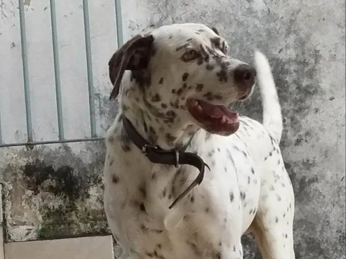 Cachorro ra a SRD-ViraLata mistura de dalmata com labrador  idade 6 ou mais anos nome Bolota 