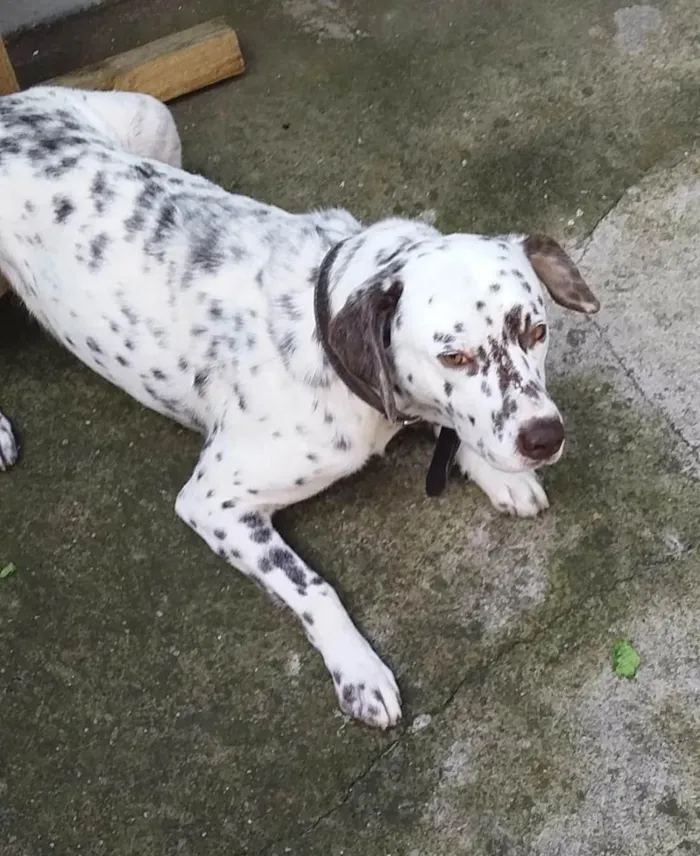 Cachorro ra a SRD-ViraLata mistura de dalmata com labrador  idade 6 ou mais anos nome Bolota 