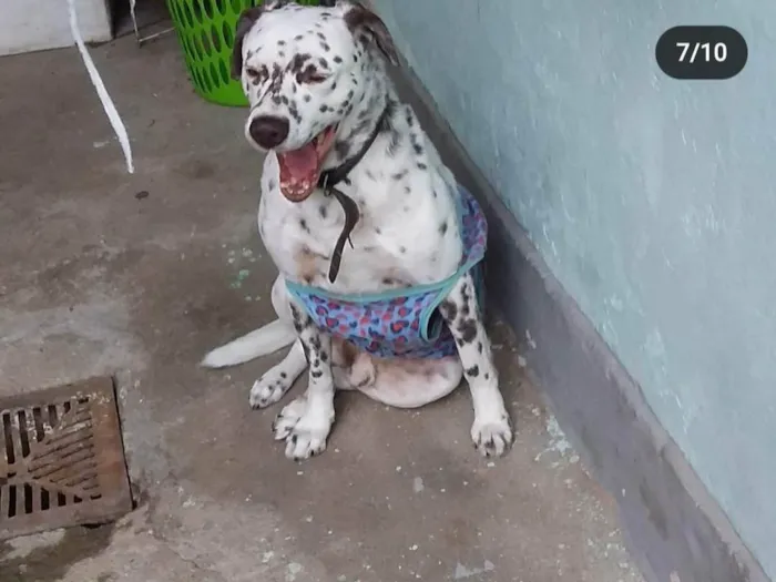 Cachorro ra a SRD-ViraLata mistura de dalmata com labrador  idade 6 ou mais anos nome Bolota 