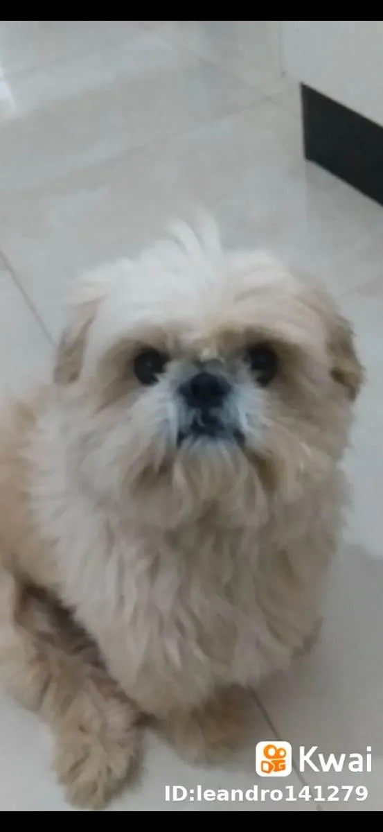 Cachorro ra a Shitzu idade 6 ou mais anos nome Joao