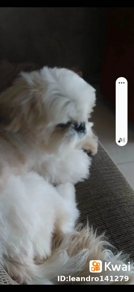 Cachorro ra a Shitzu idade 6 ou mais anos nome Joao