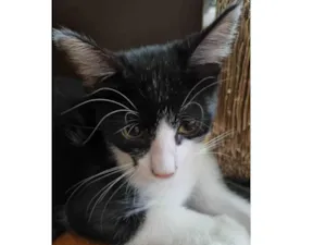 Gato raça SRD-ViraLata idade 2 a 6 meses nome Hilbert
