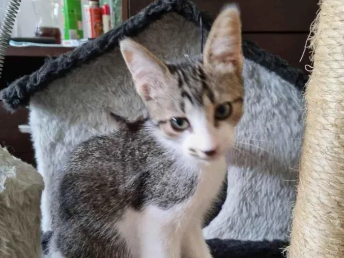 Gato ra a SRD-ViraLata idade 2 a 6 meses nome Vavá