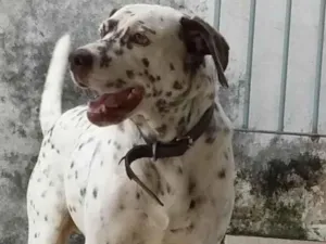 Cachorro raça SRD-ViraLata mistura de dalmata com labrador  idade 6 ou mais anos nome Bolota 