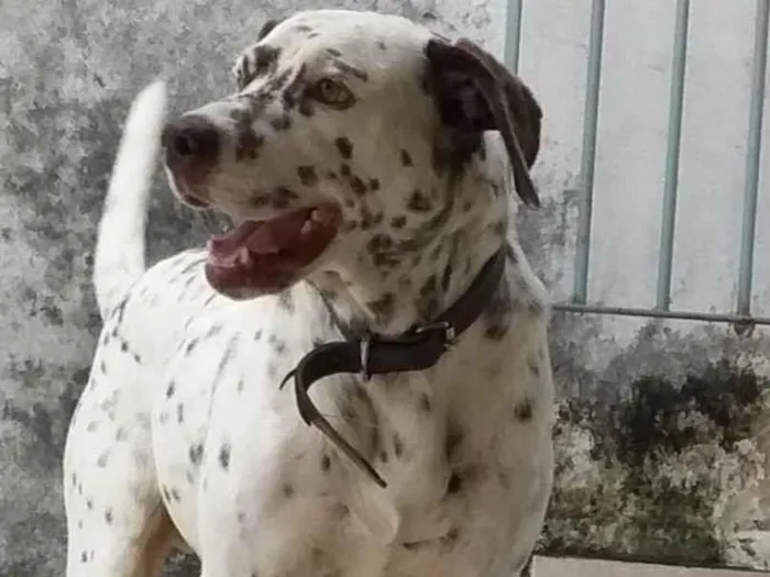 Cachorro ra a SRD-ViraLata mistura de dalmata com labrador  idade 6 ou mais anos nome Bolota 