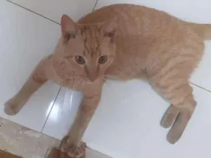 Gato raça SRD-ViraLata idade 7 a 11 meses nome Sem nome.