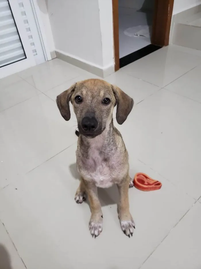 Cachorro ra a SRD-ViraLata idade 2 a 6 meses nome Sem nome