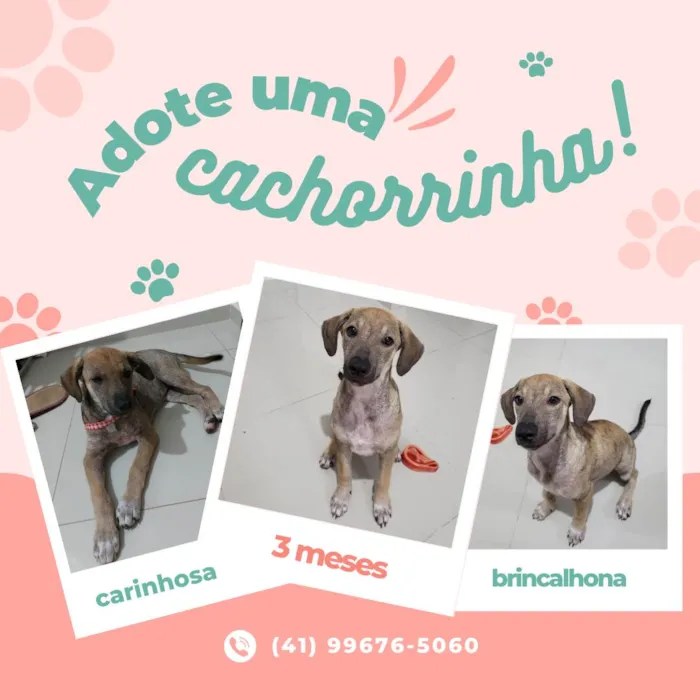 Cachorro ra a SRD-ViraLata idade 2 a 6 meses nome Sem nome