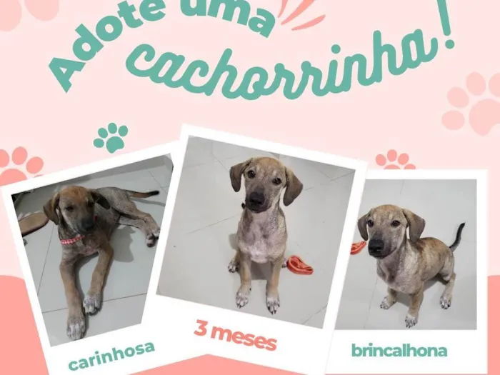 Cachorro ra a SRD-ViraLata idade 2 a 6 meses nome Sem nome