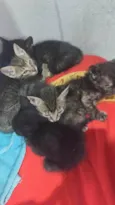 Gatinhos carinhosos 