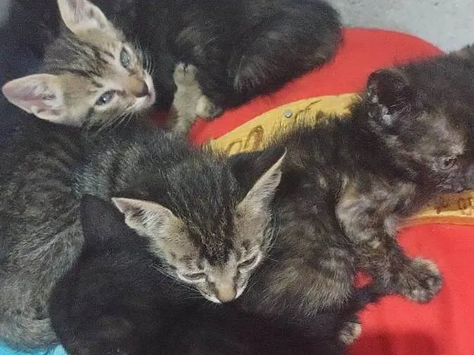 Gato raça SRD-ViraLata idade Abaixo de 2 meses nome Gatinhos carinhosos 