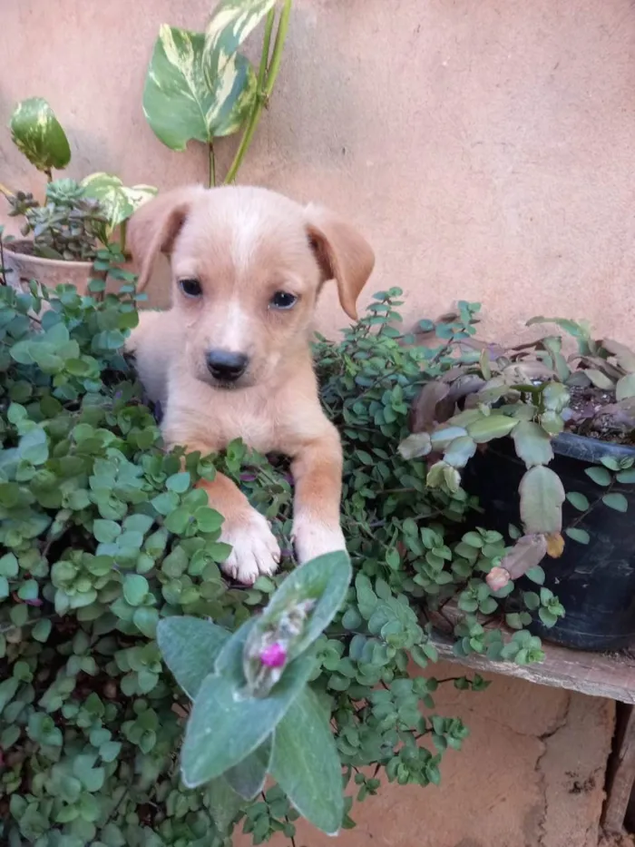 Cachorro ra a Indefinida idade 2 a 6 meses nome Amarelo