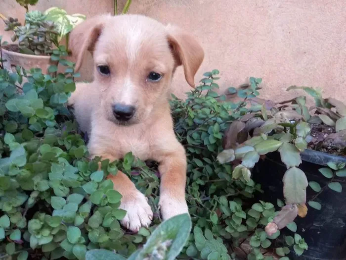 Cachorro ra a Indefinida idade 2 a 6 meses nome Amarelo