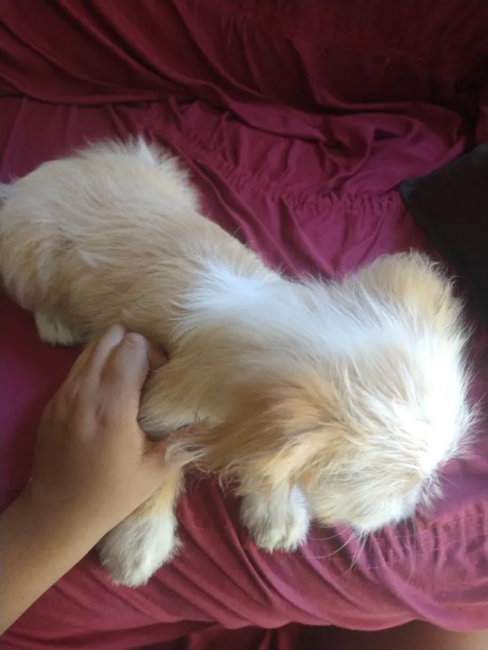 Cachorro raça Poodle com Viralata  idade 2 a 6 meses nome Gadot