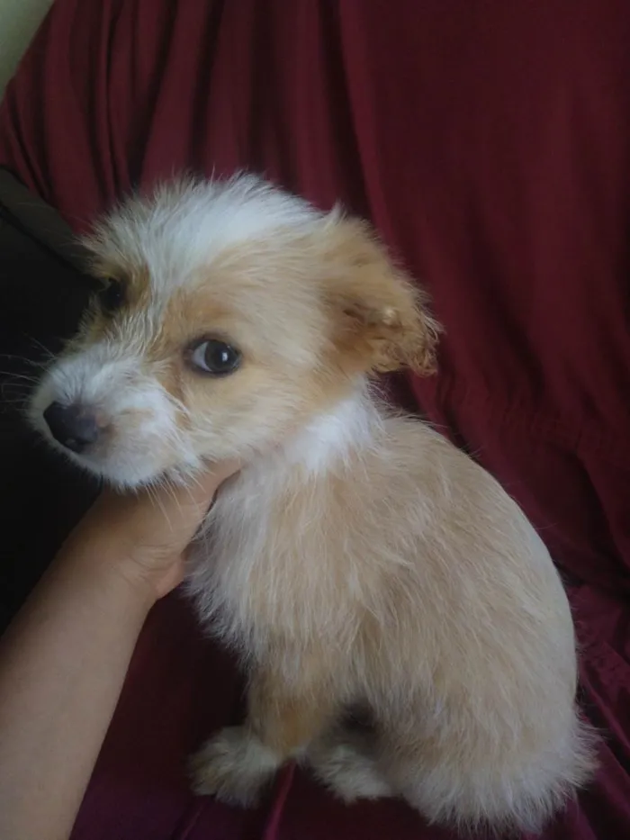 Cachorro raça Poodle com Viralata  idade 2 a 6 meses nome Gadot