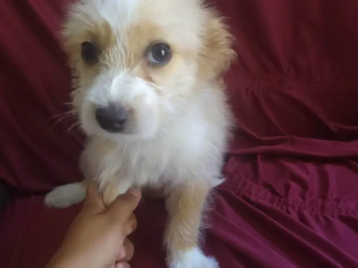 Cachorro raça Poodle com Viralata  idade 2 a 6 meses nome Gadot