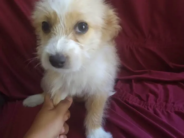 Cachorro raça Poodle com Viralata  idade 2 a 6 meses nome Gadot