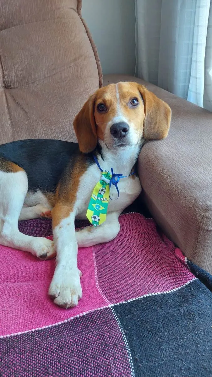 Cachorro raça Beagle idade 2 a 6 meses nome Luke