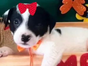 Cachorro raça Mestica  idade Abaixo de 2 meses nome Maia 