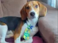 Cachorro raça Beagle idade 2 a 6 meses nome Luke