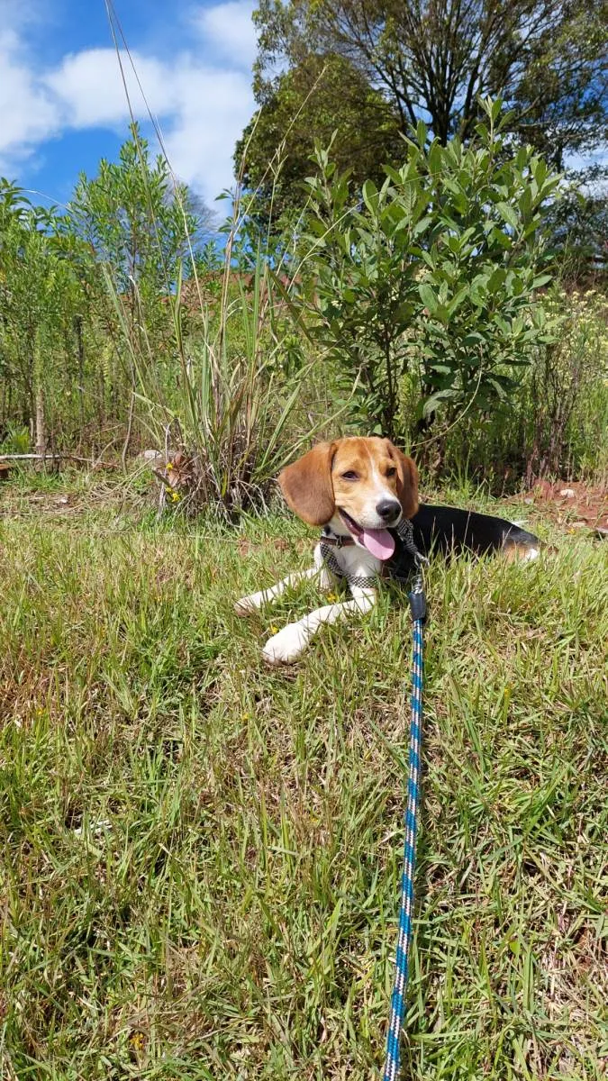 Cachorro raça Beagle idade 2 a 6 meses nome Luke