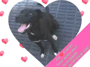 Cachorro raça SRD-ViraLata idade 2 a 6 meses nome Zoe