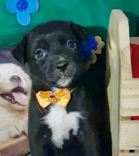 Cachorro ra a Mestica  idade Abaixo de 2 meses nome Magali 