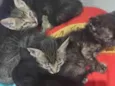 Gatinhos carinhosos 