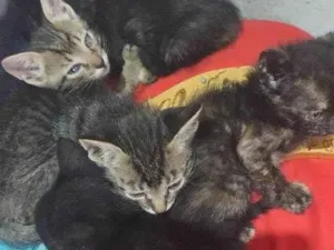 Gato raça SRD-ViraLata idade Abaixo de 2 meses nome Gatinhos carinhosos 