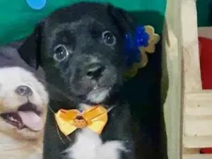 Cachorro raça Mestica  idade Abaixo de 2 meses nome Magali 