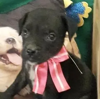 Cachorro ra a Mestica  idade Abaixo de 2 meses nome Minnie 