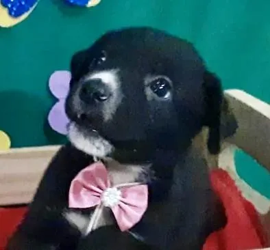 Cachorro ra a Mestica  idade Abaixo de 2 meses nome Morgana 