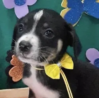 Cachorro ra a Mestica  idade Abaixo de 2 meses nome Mel 