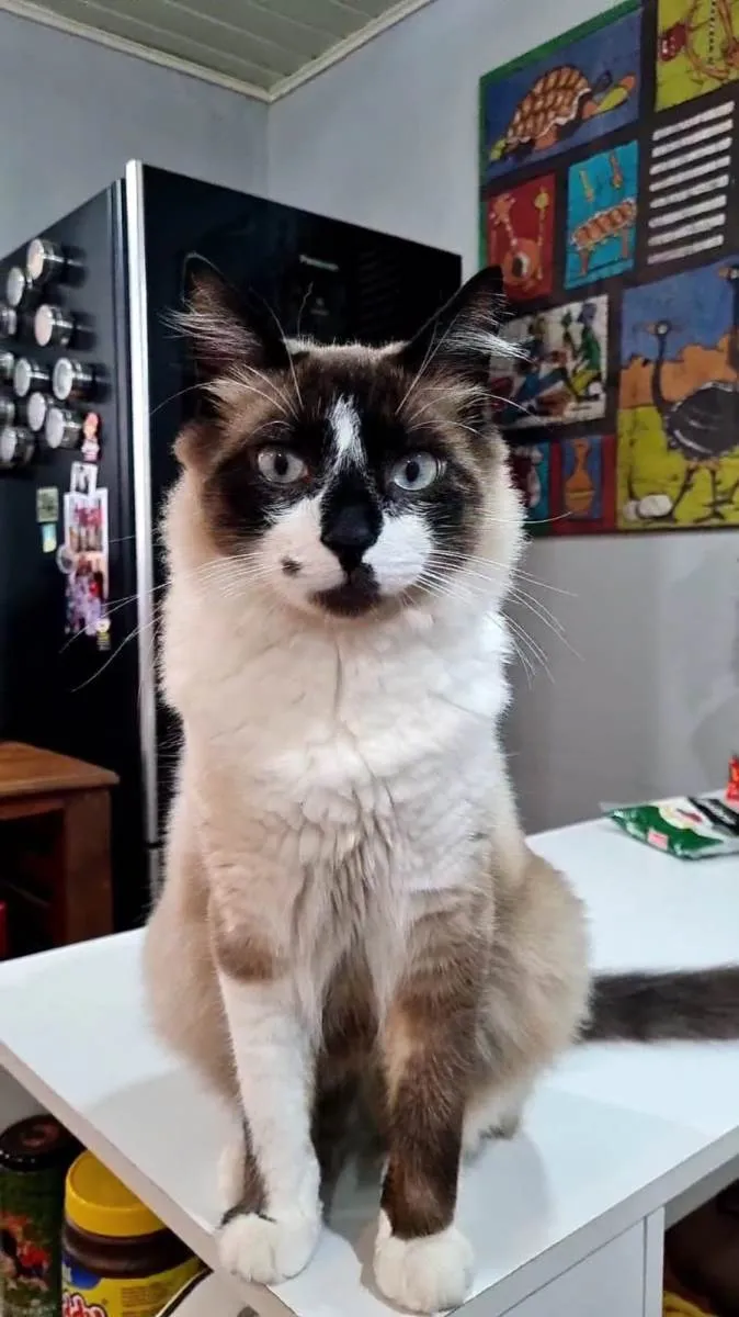 Gato ra a SRD-ViraLata idade 1 ano nome Que nome você me daria?